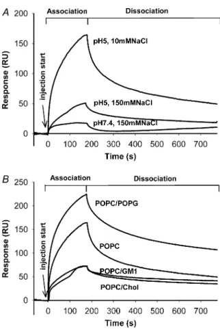 FIGURE 3 CD spectra of 100 mM PrP(106-126) in the presence and absence of POPC/POPG (4:1) LUVs ([Lipid] ¼ 2 mM)