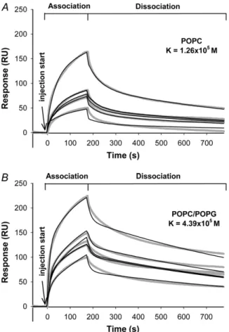 FIGURE 5 Global two-state kinetic analysis of SPR data PrP(106-126) in the presence of (A) POPC or (B) POPC/POPG (4:1) membranes captured on L1 chip surfaces