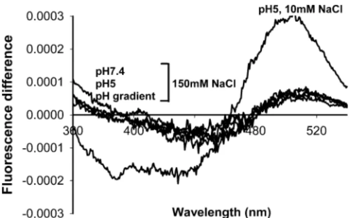 FIGURE 7 PrP(106-126) effect in the dipolar potential of POPC/POPG (1:1) vesicles followed by fluorescence difference spectra of  Di-8-ANEPPS-labeled vesicles