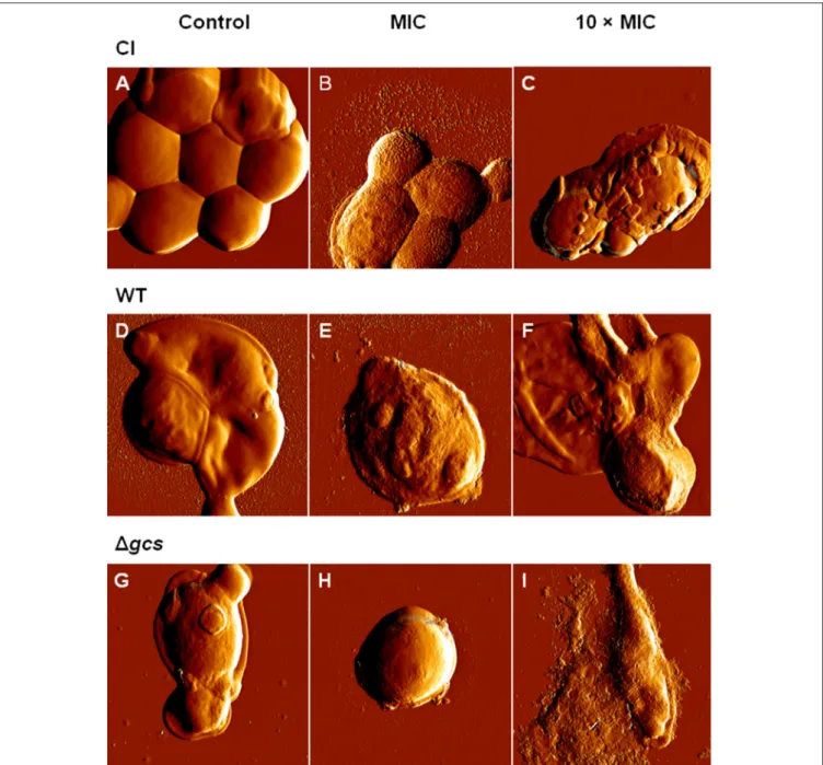 FIGURE 1 | Effect of Psd1 concentration on C. albicans planktonic cells. AFM error signal images of clinical isolate (A–C), wild type (D–F) and 1 gcs (G–I) cells after 24 h incubation with Psd1: (A,D,G) 0 µM (control); (B,E,H) at the MIC (20 µM) and (C,F,I
