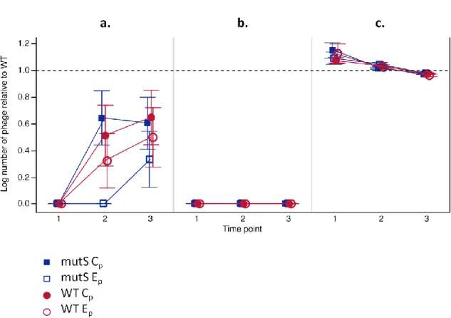 Figure  2  –  Changes  on  the  number  of  phages  (adjusted  and  transformed  data)  on  each  population (mutS C p , mutS E p , WT C p , WT E p ), per time point (1 = t1; 2 = t4; 3 = t8), for the ratio  of –  a