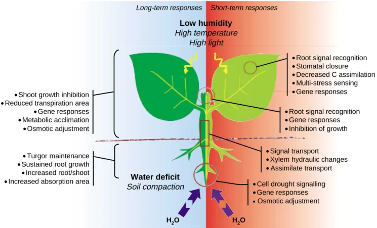 Fig. 1. Whole-plant responses to drought stress. Left, long-term or acclimation responses; right, short-term responses.
