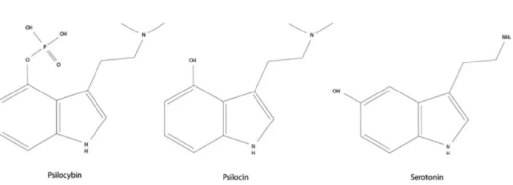 Figura 2 – Estrutura química da psilocibina, da psilocina e da serotonina. Fonte: adaptado de D