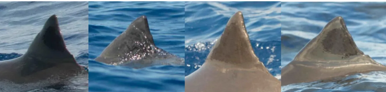 Figure 2 - Photographs of the same individual melon-headed whale (Pe608), with different image quality (Q)