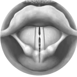 FIGURE 3. - Adduction of the Vocal Folds in MTVD2. 