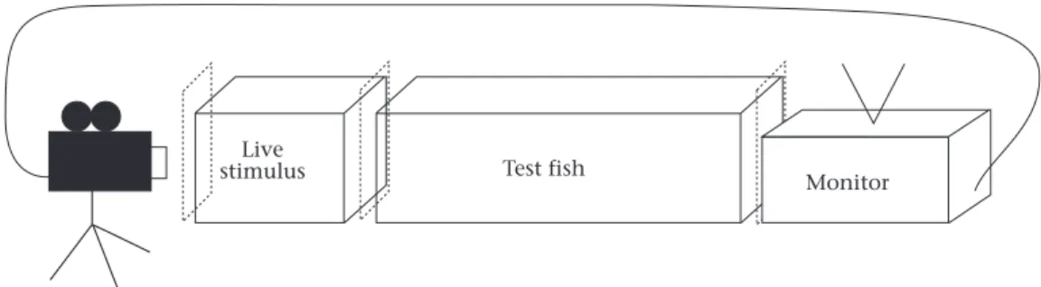 Figure 1. The experimental set-up used in treatments 1 and 2. The test tank was flanked at one end by the live stimulus tank and at the other by a video monitor which was connected to a camcorder placed in front of the other side of the live stimulus tank