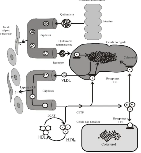 Figura 1. Transporte exógeno e endógeno das lipoproteínas. Retirado de Klafke, A. 2001