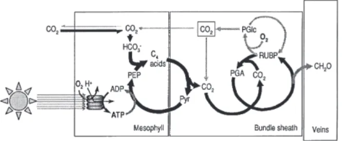 Figure 3. Schematic integration of the O 2 effects on C 4
