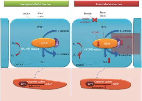 Figure 1.4- Normal endothelial function vs endothelial dysfunction. In a normal endothelial vessel, the response to insulin  signaling or shear stress, through PI3K pathway is activated to phosphorylate eNOS