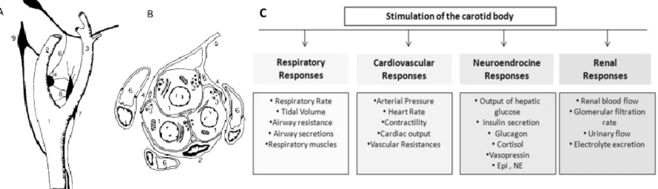 Figure 1.5-  Carotid artery bifurcation (A), structured of a cellular cluster of the carotid body (B) and stimulation of  carotid body produces several responses (C)