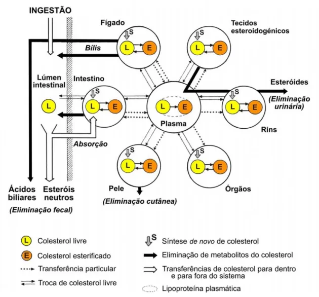 Figura 1. Topologia do sistema colesterol em mamíferos (Adaptado de Lutton, 1990). 