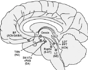 Figura 3- Produção de orexina no hipotálamo lateral, inervação do  sistema activador ascendente e do córtex cerebral (España &amp; 
