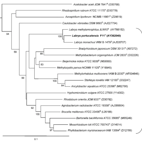 Fig. 1. Phylogenetic tree obtained by neighbour-joining analysis of 16S rRNA gene sequences