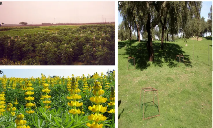 Fig. 1 View of Portuguese experimental sites with sweet lupine at Pegões (a), yellow lupine at Óbidos (b), and improved pasture at Vaiamonte (c)