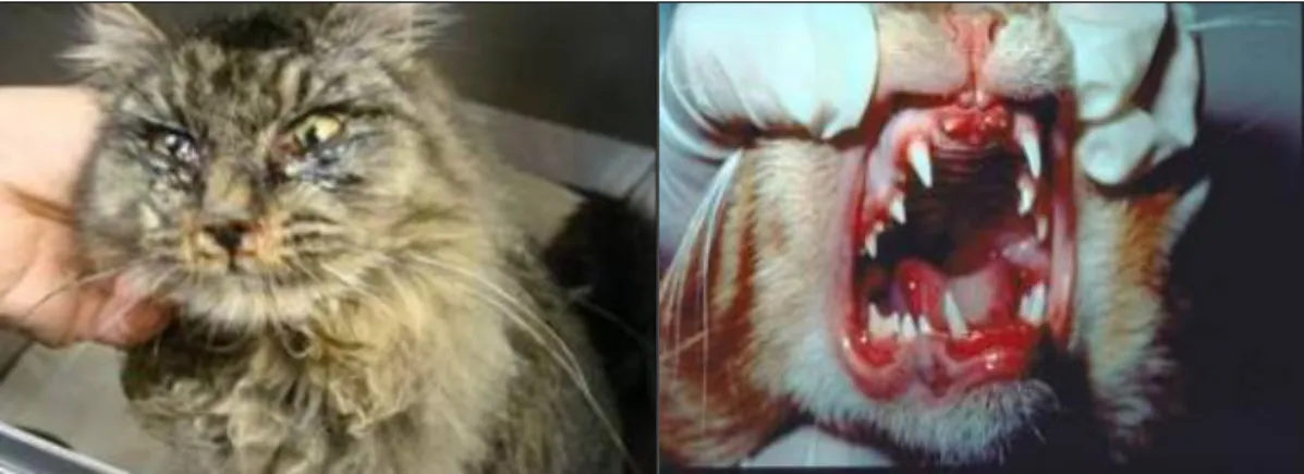 Figure  8  –  Clinical  signs  of  URI  in  cats,  caused  by  feline  herpesvirus  (on  the  left)  and  caused  by  calicivirus (on the right), (Newbury, 2007) 