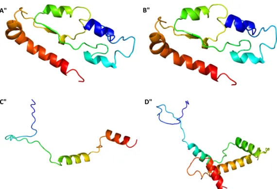Figure  4.  Three-dimensional  model  predicted  for  β-tubulin  from:  A—C.  nymphaeae  isolates  from  groups A and B and B—C