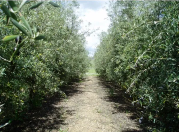 Figure 1  shows an SHD olive orchard that has been kept without any pruning  intervention for 5 years