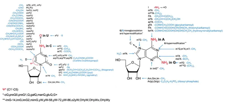 Figure 1.3. Representation of the ribonucleoside modifications found in RNA, the nomenclature is according MODOMICs  database