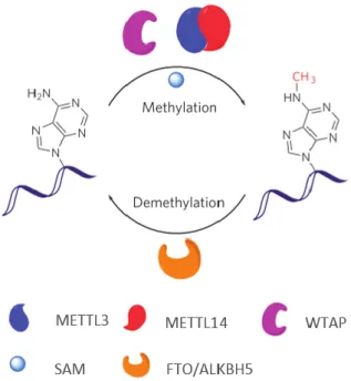 Figure 1.5. RNA m 6 A methylation/demethylation pathway. Methylation is SAM dependent and  catalysed by METTL3-METTL14 heterodimer