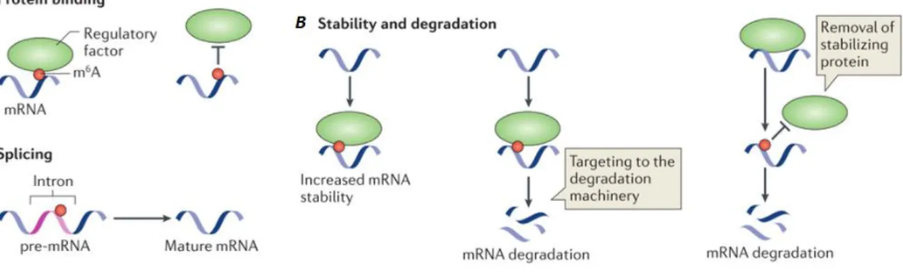 Figure 1.6. Molecular mechanisms and functions of m 6 A. A) to promote or block  RNA–protein interactions; B)  to regulate RNA stability through diverse mechanisms