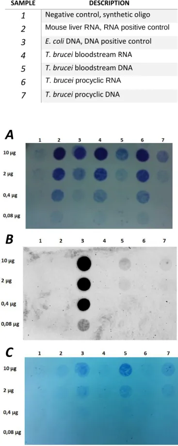 Table 3.1. Samples spotted in immunoblot membrane to detect m 6 A in T. brucei nucleic acids 
