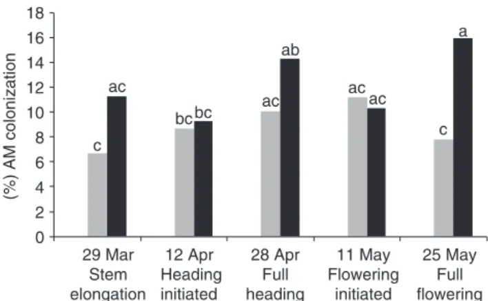 Figure 3 Effect of tillage system – No till (NT) or Conventional tillage (CT) – on spore numbers from arbuscular mycorrhizal fungi over 2 yrs, prior to the seeding of wheat: grey bars – year 1; black bars – year 2