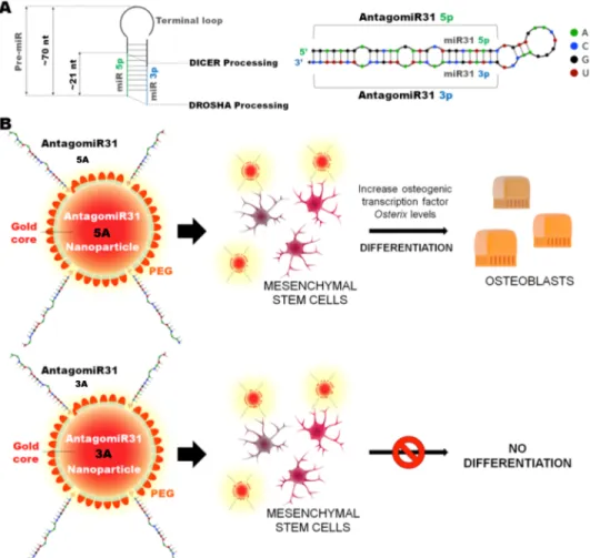 Fig 1. Overview of AntagomiR31 design, conjugation with nanoparticles and effect on cells