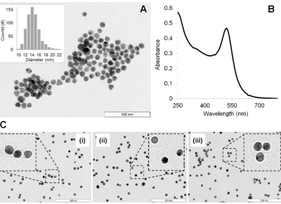 Fig 2. Gold nanoparticle characterisation. (A) TEM image of citrate-gold nanoparticles (scale bar = 100 nm)