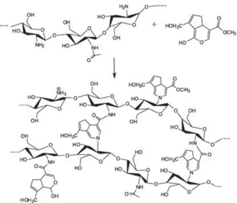 Figure 2.2 -  Schematic representation of crosslink between chitosan (left) and genipin (right), from  Lins et al.,  2014