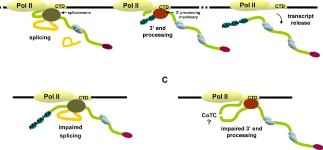 Figure 10 - A model for processing-dependent mRNA release from the transcription site  (A) Both splicing and 3’ end processing factors associate with the CTD of RNA Pol II and a  fully processed mRNA is released from the CTD after completion of splicing an