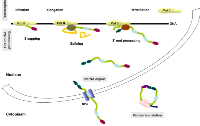 Figure 1 - The multiple steps of gene expression. The different steps in the pathway from  gene to protein include transcription (initiation, elongation and termination), several precursor  messenger RNA (pre-mRNA) processing steps (5’ capping, splicing an