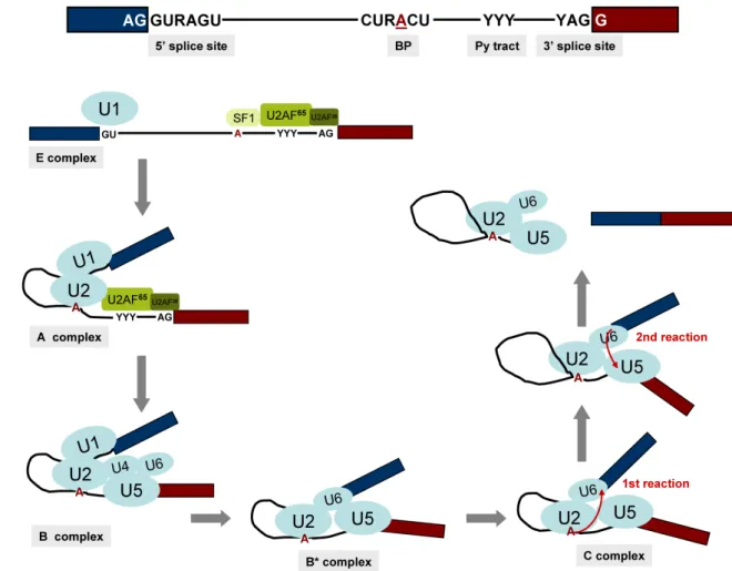 Figure 3 - Splicing of U2-type introns. (A) Schematic representation of a U2-type intron  with its splicing consensus sequences; 5’ and 3’ splice sites, branch point (BP) and  polypyrimidine (Py) tract