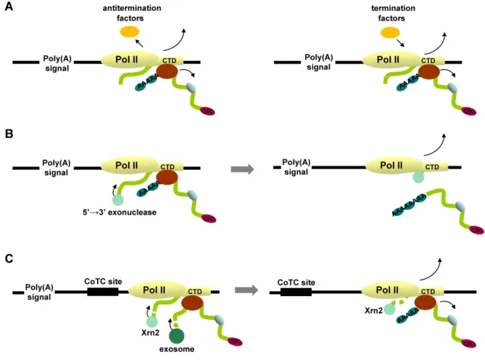 Figure 5 - Models for transcription termination by RNA Pol II. The transcripts are  represented by a green line, the cleavage and polyadenylation factors are represented by a red  oval and proteins that are bound to the mRNA forming a messenger ribonucleop