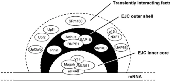 Figure 6 - Three spheres of exon junction complex (EJC) factors. The minimal EJC core  likely consists of a tetrameric complex containing eIF4AIII, MLN51, Magoh, and Y14 (Tange  et al., 2005)