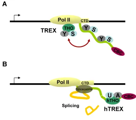 Figure 7 - Models for “transcription/export” (TREX) complex recruitment. (A) Co- Co-transcriptional recruitment of the TREX complex in yeast