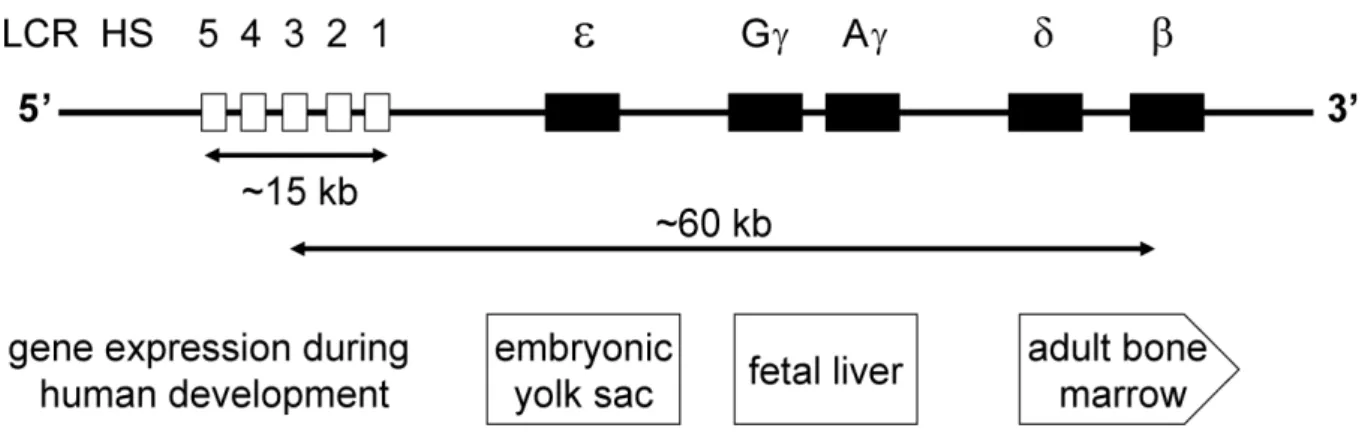 Figure 8 - The human β-globin gene locus (not drawn to scale). This locus consists of 5  functional genes, indicated as dark boxes, arrayed in their order of developmental expression,  5’-ε-Gγ-Aγ-δ-β-3’