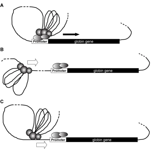 Figure 9 - Models of LCR function. Transcription factors are shown as ovals and circles