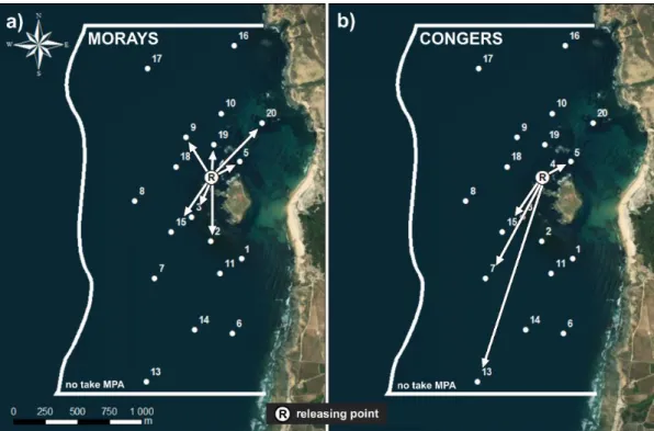 FIGURE 2.3 – Final displacement vectors of tagged a) morays and b) congers captured inside the AMP in relation  to releasing point