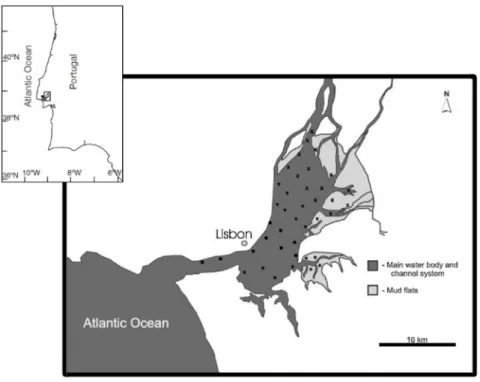 Figure 2 – Tagus estuary (Portugal): indication of meiofauna sampling sections and stations.