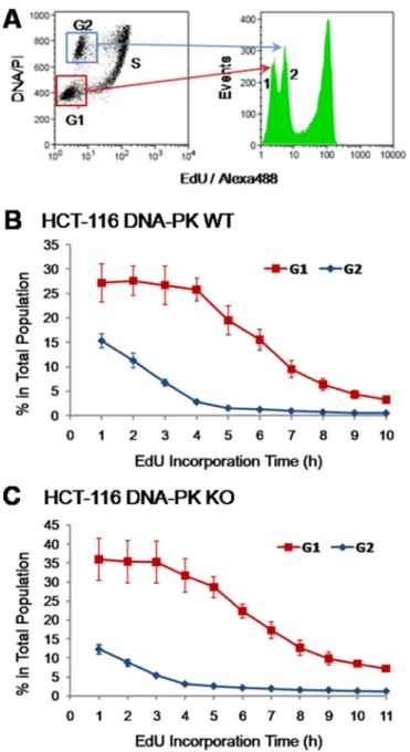 Figure 6: Identity of background intensity peaks.  (A) HCT-116 cells exposed for 1 h to EdU (10 µM) were stained for EdU-DNA  (Click-iT; Alexa 488; green) and total DNA (PI) and subjected to dual-parameter processing (EdU vs total DNA)