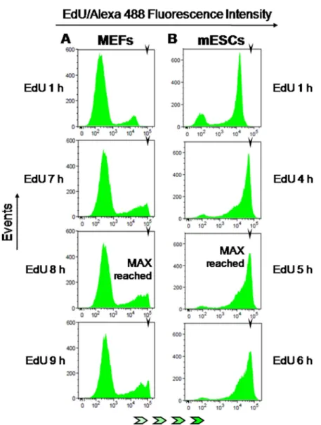 Figure  7:  EdU-coupled  fluorescence  intensity  analysis  in  non-transformed  mouse  cells