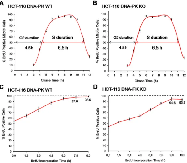 Figure 8: Comparison with other methods of cell cycle analysis.  (A) Fraction of labelled mitoses, HCT-116 cells