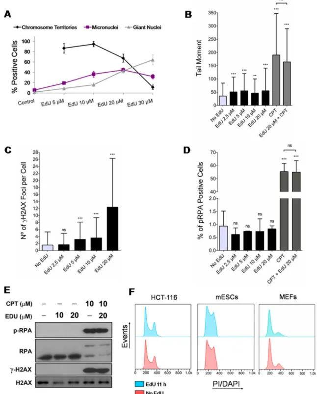 Figure 1: Effects of EdU on genomic instability, DNA damage and cell cycle progression