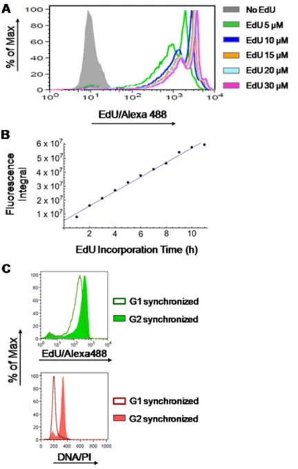 Figure 2: Stoichiometry of detection of EdU-labeled DNA.  (A) HCT-116 cells were exposed to different concentrations of EdU  (5, 10, 15, 20 and 30 µM) or DMSO (controls) for 9 h followed by detection of EdU-DNA by Click-iT chemistry (Alexa Fluor 488)