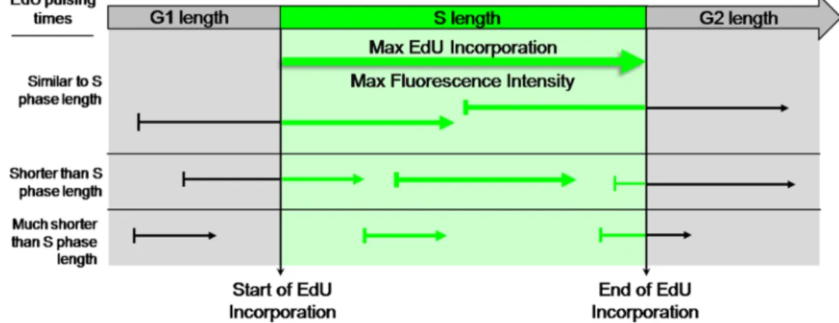 Figure 3: EdU-coupled Fluorescence Intensity analysis - the principle.  Arrows represent pulsing times of different lengths  with EdU