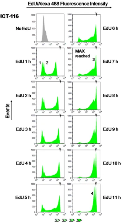 Figure 4: Estimation of S phase duration.  HCT-116 cells were exposed to EdU (10 µM) for 1 to 11 h (1 h increments) followed  by detection of EdU-DNA by Click-iT chemistry (Alexa 488) and analysis by flow cytometry