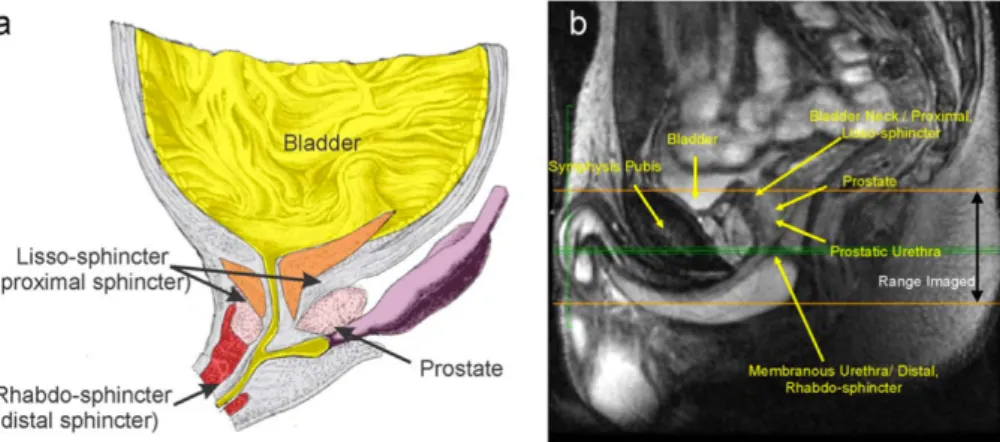 Figure 2.2 Mid-sagittal male anatomy near the bladder and urethra, including a schematic on that section (a) and a  magnetic resonance imaging (MRI) high-resolution proton density image on an increased field of view (FOV) (b) - adapted 