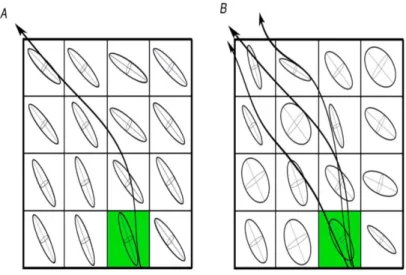 Figure 2.11 Schematic comparison between two tractography propagating methods, a  deterministic (A) and a probabilistic (B) algorithms starting from the seed point (green) - adapted 