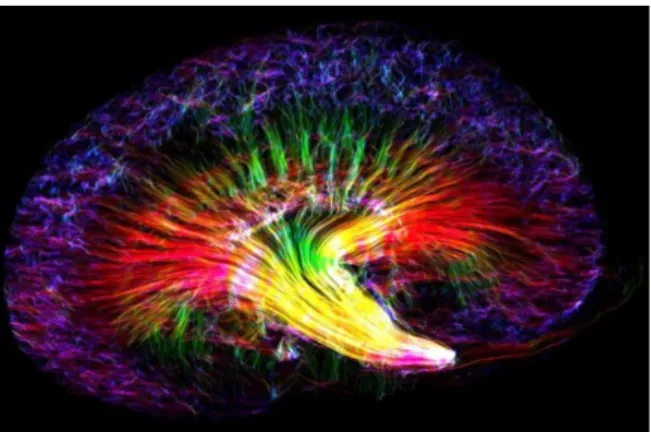 Figure 3.1 DTI of a mouse kidney, created using DSI Studio by Nian Wang, Center for In Vivo Microscopy (Directed by Dr