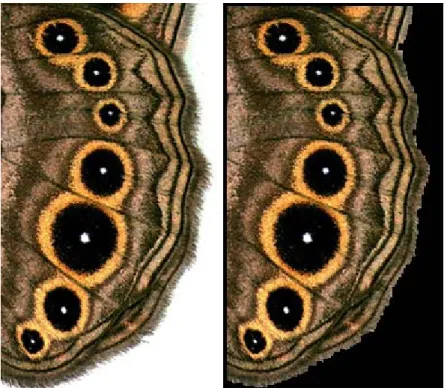 Figure 9: left – original image; right – image without the white background.   